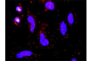 Proximity Ligation Analysis of protein-protein interactions between F7 and F3. (Factor VII 抗体  (AA 1-444))