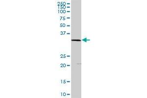 PLSCR1 MaxPab rabbit polyclonal antibody. (PLSCR1 抗体  (AA 1-318))