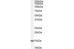 ABIN190881 (0. (ACYP1 抗体  (Internal Region))