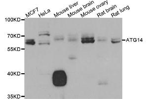 Western blot analysis of extracts of various cell lines, using ATG14 antibody (ABIN5975593) at 1/1000 dilution. (ATG14 抗体)
