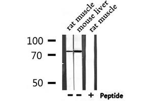 Western Blotting (WB) image for anti-Toll-Like Receptor Adaptor Molecule 1 (TICAM1) (Internal Region) antibody (ABIN6265566)