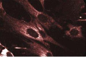 Immunofluorescent staining of WI-38 cells with anti-Akt antibody. (AKT1 抗体)