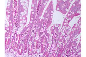 Anti-TGFA / TGF Alpha antibody IHC of human small intestine. (TGFA 抗体)