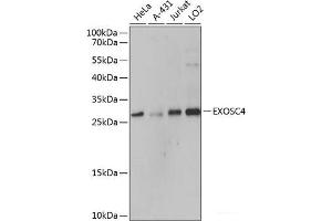 Western blot analysis of extracts of various cell lines using EXOSC4 Polyclonal Antibody at dilution of 1:3000. (EXOSC4 抗体)