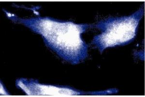 Immunofluorescence staining of human endothelial cells. (SNAP91 抗体  (AA 706-896))