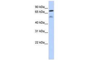 Image no. 1 for anti-Dual Specificity Phosphatase 8 (DUSP8) (AA 359-408) antibody (ABIN6743613) (DUSP8 抗体  (AA 359-408))