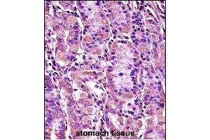 SYT1 Antibody (C-term) (ABIN657632 and ABIN2846628) immunohistochemistry analysis in formalin fixed and paraffin embedded human stomach tissue followed by peroxidase conjugation of the secondary antibody and DAB staining. (SYT1 抗体  (C-Term))