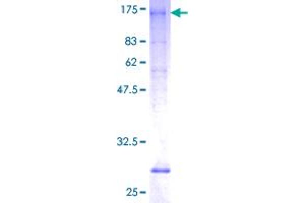 SLC26A3 Protein (AA 1-764) (GST tag)