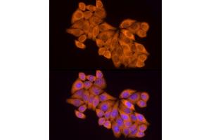 Immunofluorescence analysis of HeLa cells using MTAP Rabbit mAb (ABIN7268498) at dilution of 1:100 (40x lens). (MTAP 抗体)