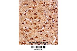 Mouse Map2k7 Antibody immunohistochemistry analysis in formalin fixed and paraffin embedded mouse brain tissue followed by peroxidase conjugation of the secondary antibody and DAB staining. (MAP2K7 抗体  (AA 206-233))