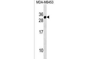 CD300E Antibody (Center) (ABIN1538447 and ABIN2838202) western blot analysis in MDA-M cell line lysates (35 μg/lane). (CD300E 抗体  (AA 48-76))