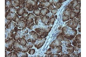 Image no. 1 for anti-Mitogen-Activated Protein Kinase 9 (MAPK9) antibody (ABIN1498927) (JNK2 抗体)
