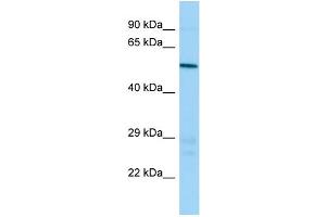 Host: Rabbit Target Name: Atp6v1b1 Sample Type: Mouse Testis lysates Antibody Dilution: 1. (ATP6V1B1 抗体  (N-Term))