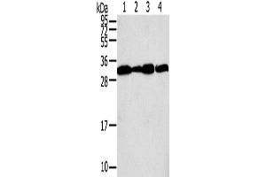 Western Blotting (WB) image for anti-Syntaxin 10 (STX10) antibody (ABIN2430911) (Syntaxin 10 抗体)