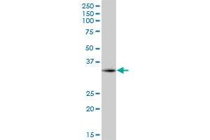 CPXCR1 MaxPab polyclonal antibody. (CPXCR1 抗体  (AA 1-301))