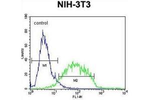 Flow cytometric analysis of NIH-3T3 cells using GCNT3 Antibody (C-term) Cat. (GCNT3 抗体  (C-Term))