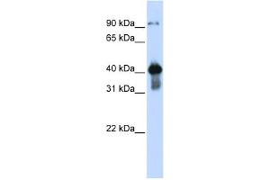 WB Suggested Anti-USF2 Antibody Titration: 0. (USF2 抗体  (Middle Region))