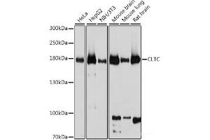 Western blot analysis of extracts of various cell lines using CLTC Polyclonal Antibody at dilution of 1:1000. (Clathrin Heavy Chain (CLTC) 抗体)