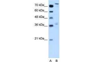 Western Blotting (WB) image for anti-Nuclear Factor (erythroid-Derived 2)-Like 3 (NFE2L3) antibody (ABIN2460792) (NFE2L3 抗体)