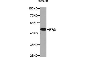 Western blot analysis of extracts of SW480 cells, using IFRD1 antibody (ABIN6291331) at 1:1000 dilution. (IFRD1 抗体)