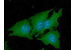 ICC/IF analysis of NNMT in HeLa cells line, stained with DAPI (Blue) for nucleus staining and monoclonal anti-human NNMT antibody (1:100) with goat anti-mouse IgG-Alexa fluor 488 conjugate (Green). (NNMT 抗体  (AA 1-264))
