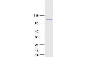Western Blotting (WB) image for Aryl Hydrocarbon Receptor Nuclear Translocator 2 (ARNT2) protein (Myc-DYKDDDDK Tag) (ABIN2714934)