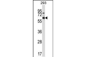 Western blot analysis in 293 cell line lysates (35ug/lane). (MEF2D 抗体  (AA 251-279))