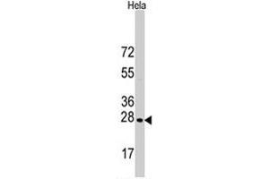 Western blot analysis of HSPB1 polyclonal antibody  in HeLa cell line lysates (35 ug/lane). (HSP27 抗体  (Ser83))