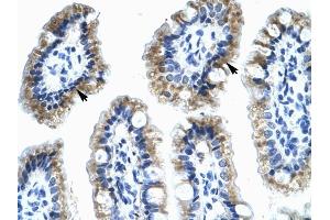 Annexin A4 antibody was used for immunohistochemistry at a concentration of 4-8 ug/ml to stain Epithelial cells of intestinal villus (lndicated with Arrows) in Human Intestine. (Annexin IV 抗体  (N-Term))