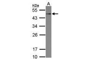 Image no. 1 for anti-serine/threonine/tyrosine Interacting-Like 1 (STYXL1) (AA 1-313) antibody (ABIN1501221) (STYXL1 抗体  (AA 1-313))