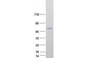Western Blotting (WB) image for Autophagy related 4B Cysteine Peptidase (ATG4B) (Transcript Variant 1) protein (Myc-DYKDDDDK Tag) (ABIN2714794)
