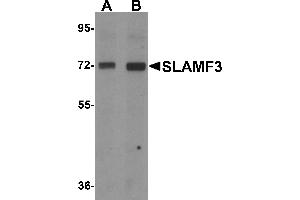 Western blot analysis of SLAMF3 in 293 cell lysate with SLAMF3 antibody at (A) 1 and (B) 2 µg/mL. (LY9 抗体  (C-Term))