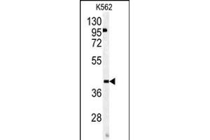 Western blot analysis of OMD antibody (Center) (ABIN391686 and ABIN2841591) in K562 cell line lysates (35 μg/lane). (Osteomodulin 抗体  (AA 234-263))