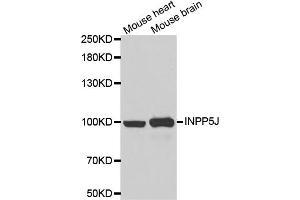Western blot analysis of extracts of various cell lines, using INPP5J antibody (ABIN5973988) at 1/1000 dilution. (INPP5J 抗体)