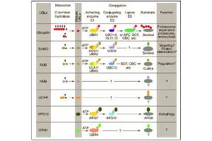 Conjugation pathways for ubiquitin and ubiquitin-like modifiers (UBLs). (Cullin 5 抗体  (N-Term))