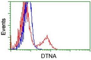 HEK293T cells transfected with either RC223952 overexpress plasmid (Red) or empty vector control plasmid (Blue) were immunostained by anti-DTNA antibody (ABIN2454049), and then analyzed by flow cytometry. (DTNA 抗体)