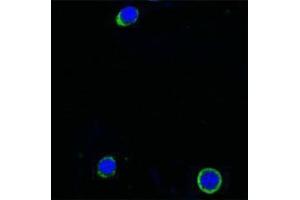 Immunofluorescence (IF) image for anti-Interleukin 21 (IL21) antibody (Biotin) (ABIN2666224) (IL-21 抗体  (Biotin))