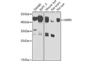 Western blot analysis of extracts of various cell lines, using WIPI1 antibody (ABIN6132784, ABIN6150221, ABIN6150222 and ABIN6223431) at 1:1000 dilution. (WIPI1 抗体  (AA 187-446))