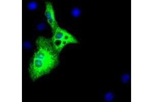 Anti-AFP mouse monoclonal antibody (ABIN2452711) immunofluorescent staining of COS7 cells transiently transfected by pCMV6-ENTRY AFP (RC206622). (alpha Fetoprotein 抗体)