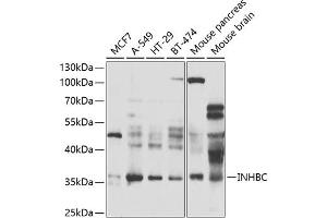 Western blot analysis of extracts of various cell lines, using INHBC antibody (ABIN6131317, ABIN6142463, ABIN6142464 and ABIN6223466) at 1:1000 dilution. (INHBC 抗体  (AA 103-352))