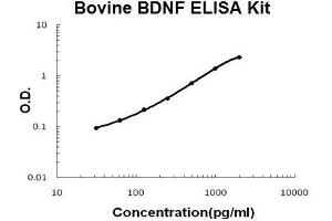 Bovine BDNF PicoKine ELISA Kit standard curve (BDNF ELISA 试剂盒)