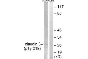 Western Blotting (WB) image for anti-Claudin 3 (CLDN3) (pTyr219) antibody (ABIN1847753) (Claudin 3 抗体  (pTyr219))