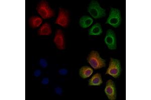 ABIN7094687 and ABIN7098738 staining Hela cells by IF/ICC. (TRAF3 抗体  (C-Term))