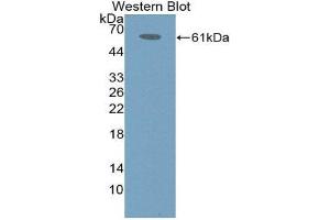 Western Blotting (WB) image for anti-Immune Receptor Expressed On Myeloid Cells 1 (IREM1) (AA 45-310) antibody (ABIN1868742) (IREM1 抗体  (AA 45-310))