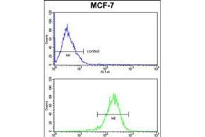 Flow cytometric analysisof MCF-7 cells (bottom histogram) compared to a negative control cell (top histogram). (C1QA 抗体  (C-Term))