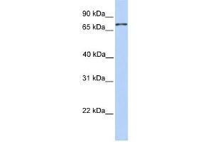 COLEC12 antibody used at 1 ug/ml to detect target protein. (COLEC12 抗体  (N-Term))