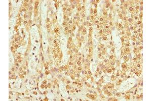 Immunohistochemistry of paraffin-embedded human adrenal gland tissue using ABIN7173131 at dilution of 1:100 (TMEM25 抗体  (AA 104-153))