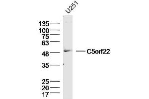U251 Cell lysates probed with C5orf22 Polyclonal Antibody, unconjugated  at 1:300 overnight at 4°C followed by a conjugated secondary antibody for 60 minutes at 37°C. (C5ORF22 抗体  (AA 301-400))