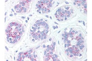 Image no. 1 for anti-BCL2 Binding Component 3 (BBC3) (C-Term) antibody (ABIN302789) (PUMA 抗体  (C-Term))