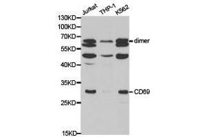 Western Blotting (WB) image for anti-CD69 (CD69) antibody (ABIN1871647) (CD69 抗体)